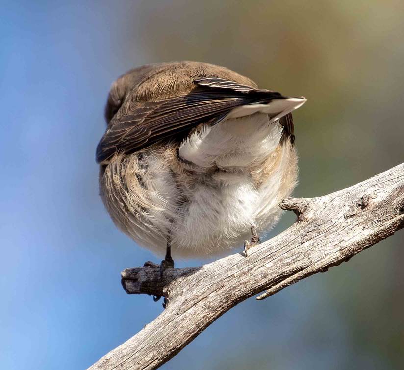 A small bird perched on a tree branchDescription automatically generated