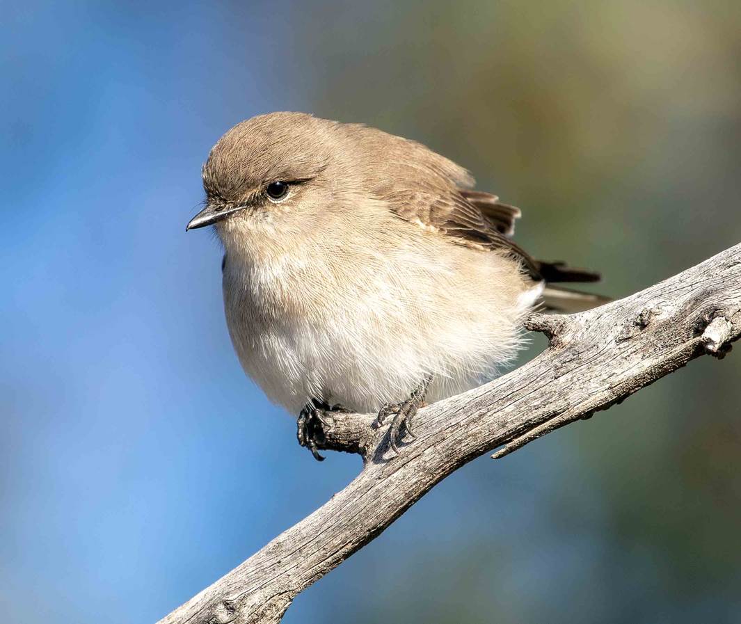 A small bird perched on a tree branchDescription automatically generated