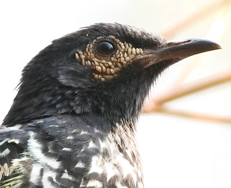 A close up of a bird

Description automatically generated