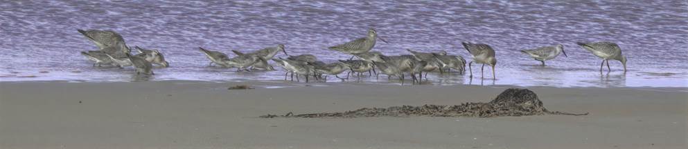 A flock of seagulls standing on a beach

Description automatically generated