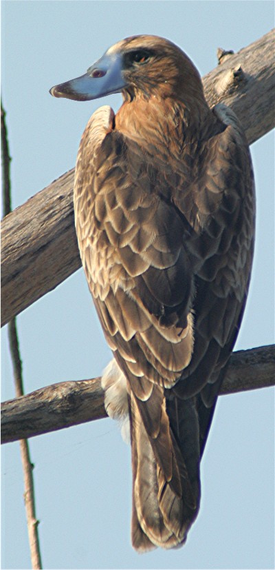BB Eagle.jpg