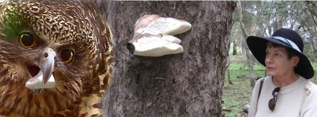 Ninox fungivora.jpg