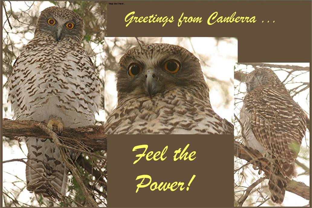 Owl comp 4a.jpg