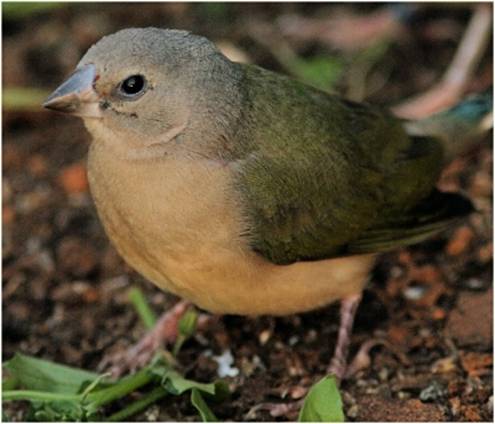 a finch_2328.jpg