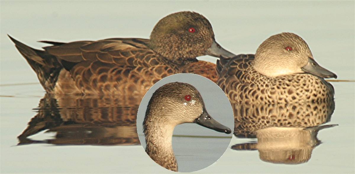 teal comp j_1172.jpg