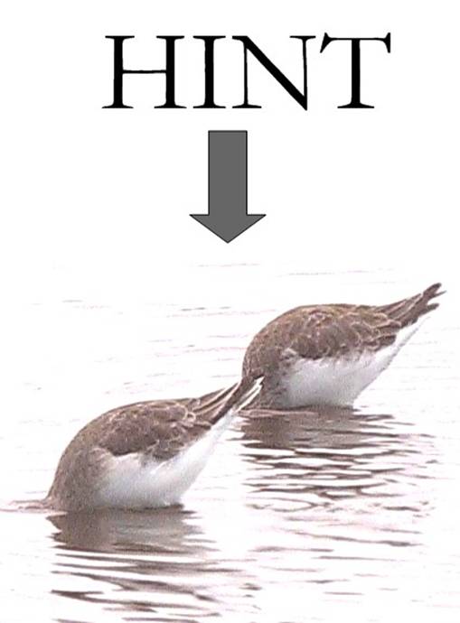 hint.jpg
