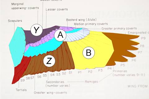 wing colour 2_3229.jpg