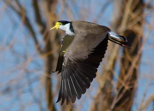 maskedlapwing-sss.jpg