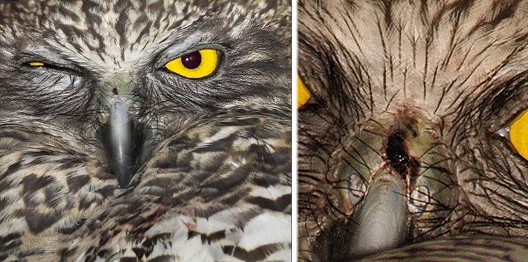 P Owl cere problem.jpg