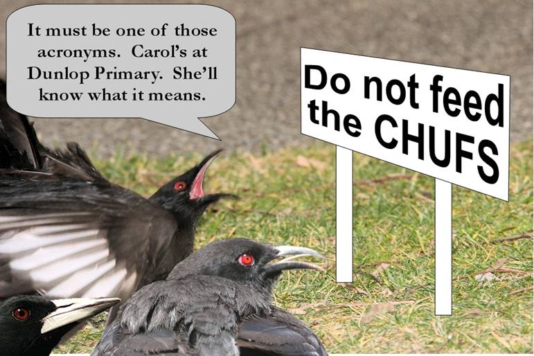 chough 2 wip_4595.jpg
