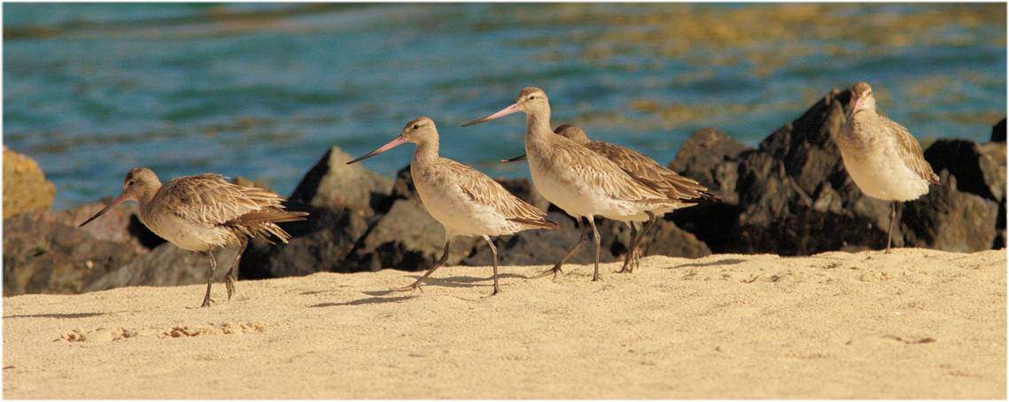 godwits Js_6154.jpg