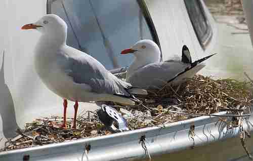 Gullsnest.jpg