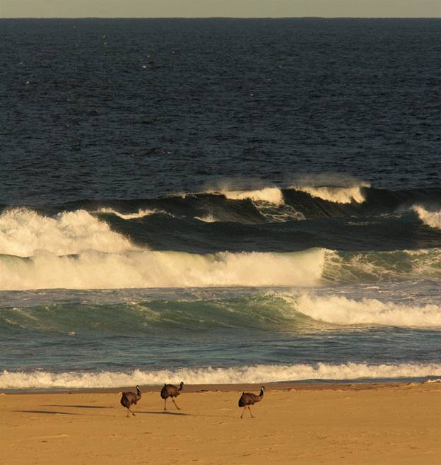 Surf's up!_6231.jpg