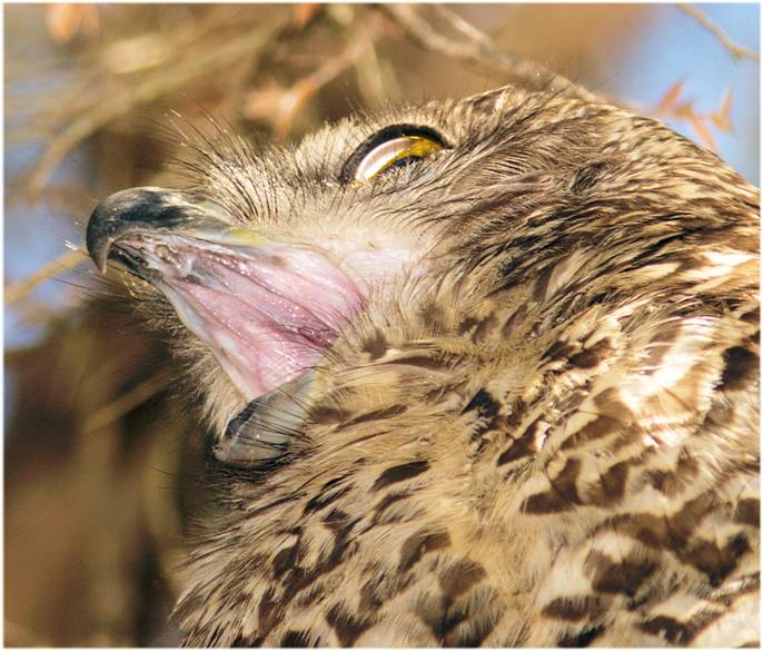 the yawn_.jpg