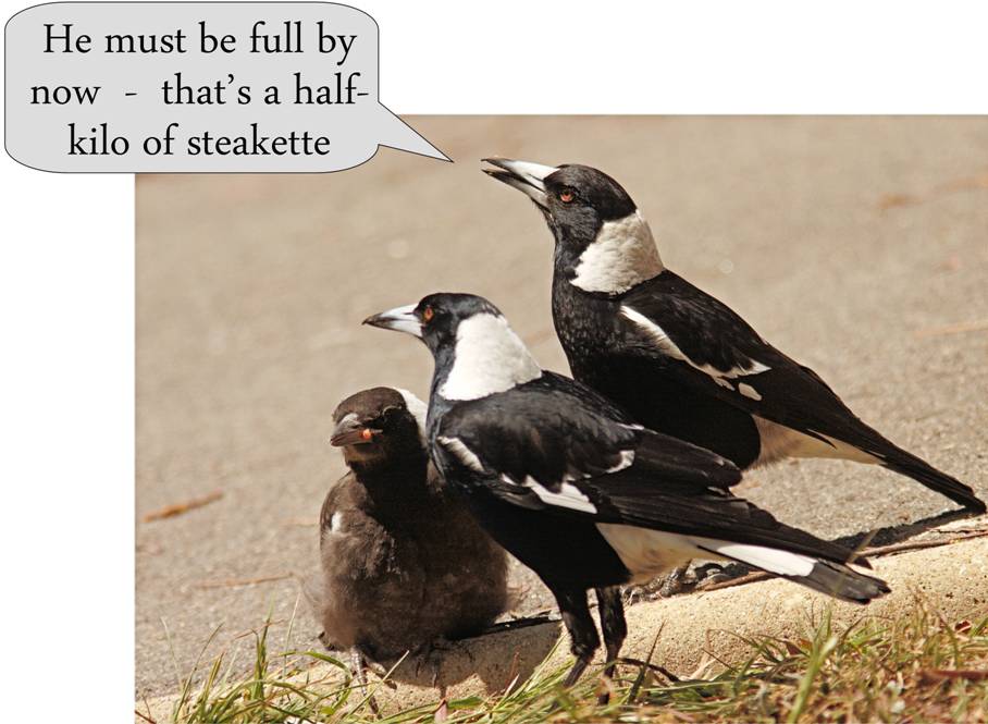 hmepies III_6879.jpg
