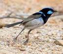 Superb_fairy_wren_flying_DSC0416.jpg