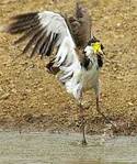 Lapwing drying_DSC0358.jpg