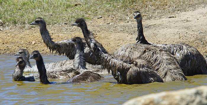 Emu-bath_DSC9685.jpg