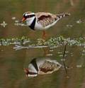 Black-fronted_dotterel-A_DSC0395.jpg