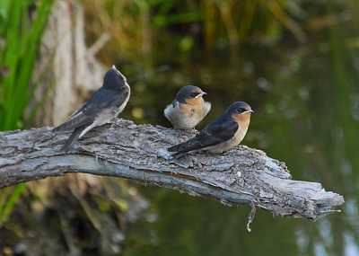 Leaden-flycatchers_DSC0235.jpg
