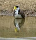 Lapwing_bath_DSC0355.jpg