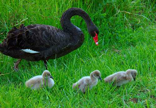 Swan_and_cygnets_DSC_8156.jpg