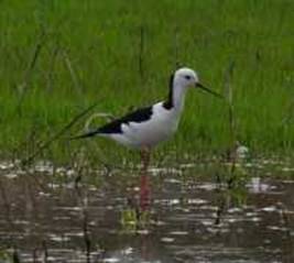 Black-winged-stilt_DSC1180sss.jpg