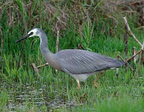 White-faced-heron_DSC1510.jpg