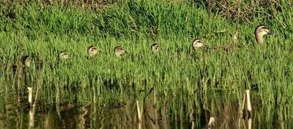 Pacific-black-ducks_DSC1562sss.jpg