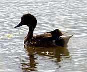 Duck_DSC1521.jpg