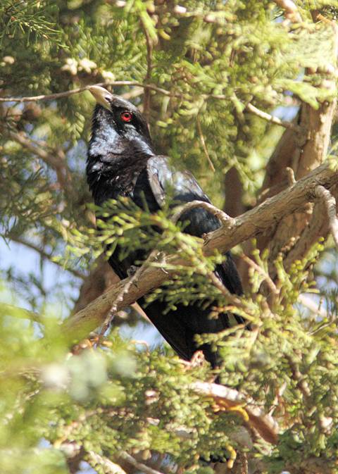 koel_8800.jpg
