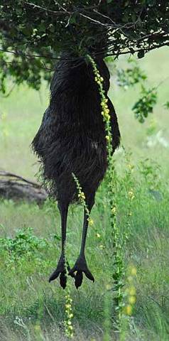 Jumping emu_ESC3375.jpg