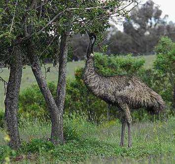 Apple eating emu_ESC3461.jpg