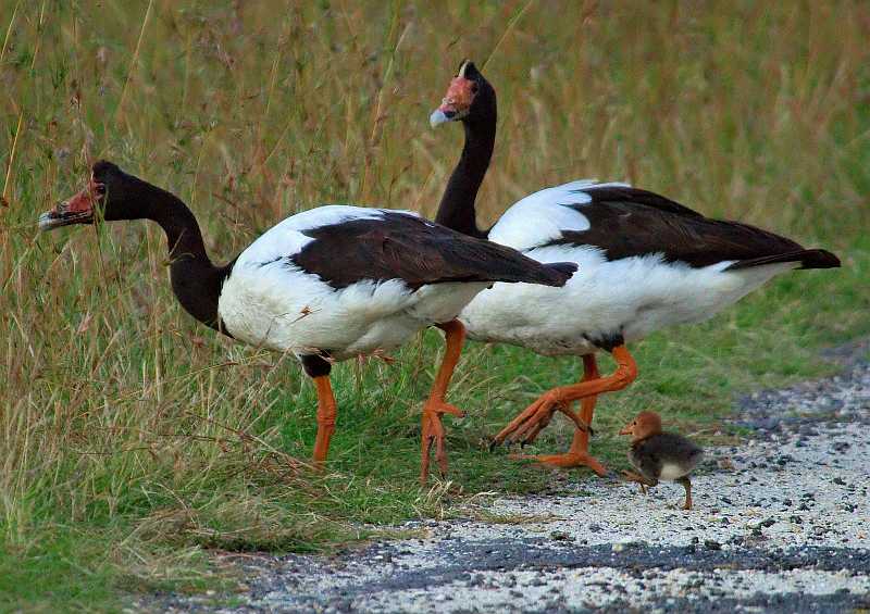 Magpie_Geese and young_sss.jpg