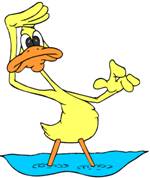 duck_9337.JPG