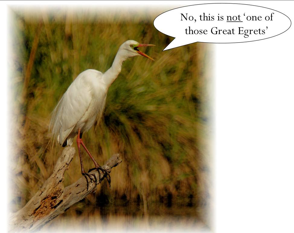 ACT Talking Egret_9238.jpg