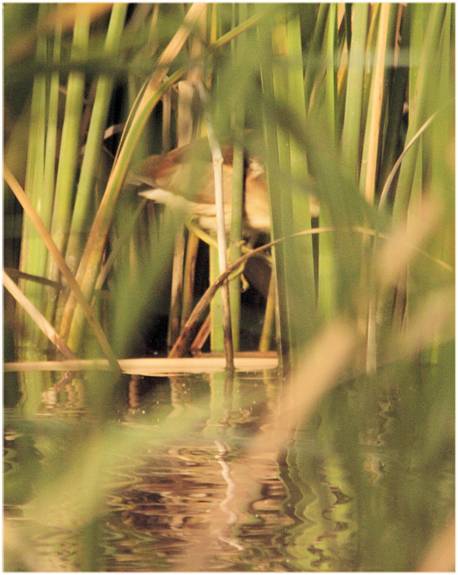 L Bittern_9641.jpg