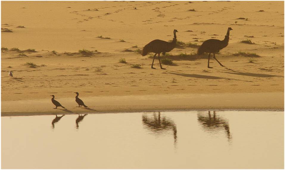 emu_9476.png