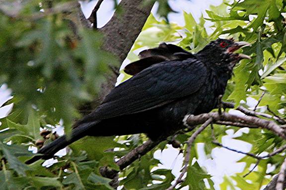 koel_0923.jpg
