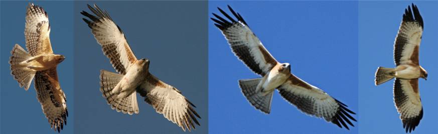 Little Eagles .jpg