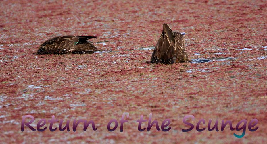 The Scunge.jpg