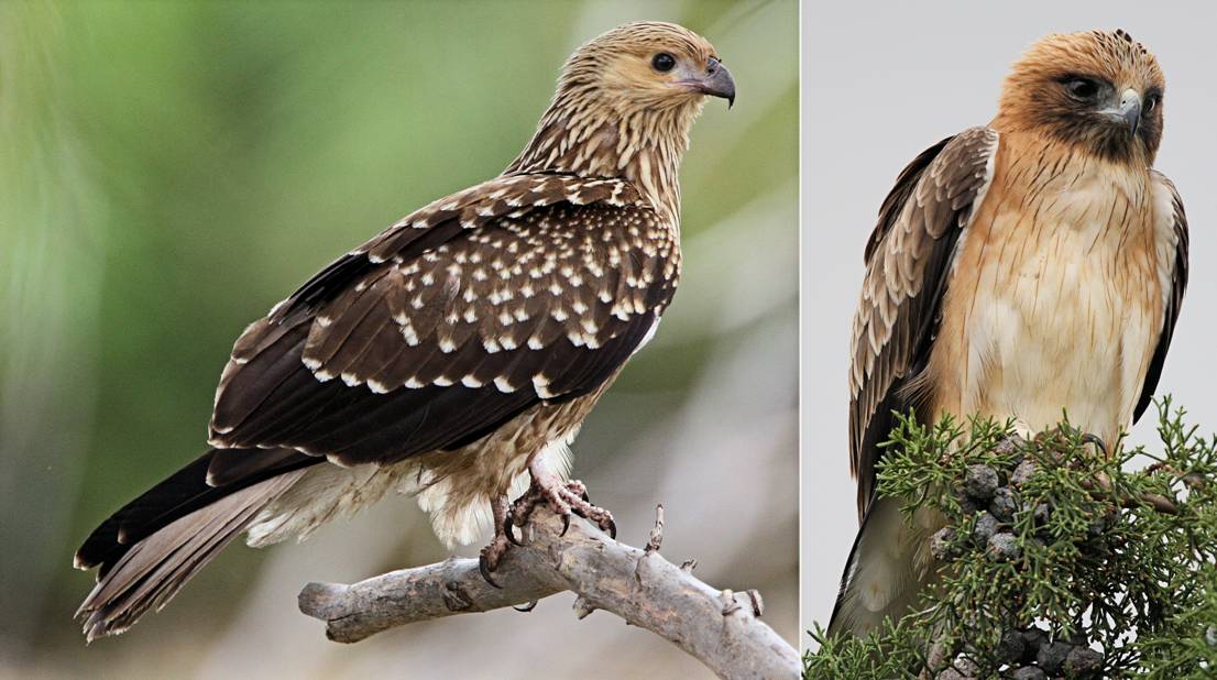 young raptors.jpg