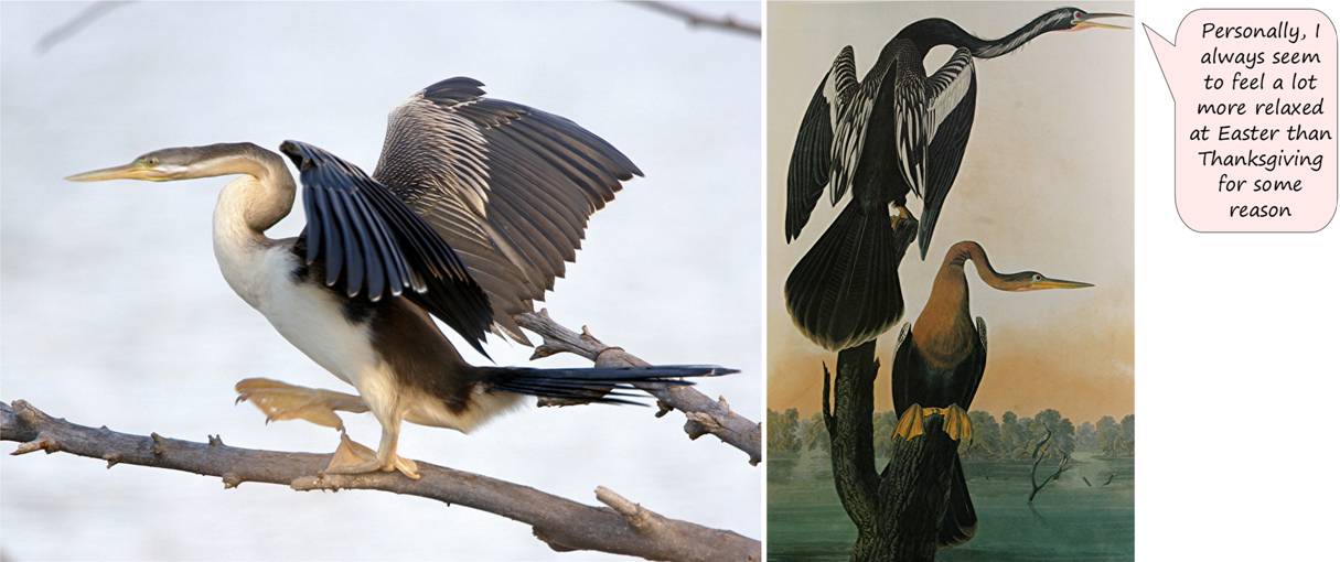 anhinga thoughts.jpg