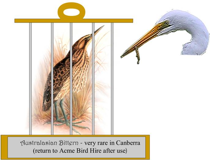 A Bittern 2.jpg