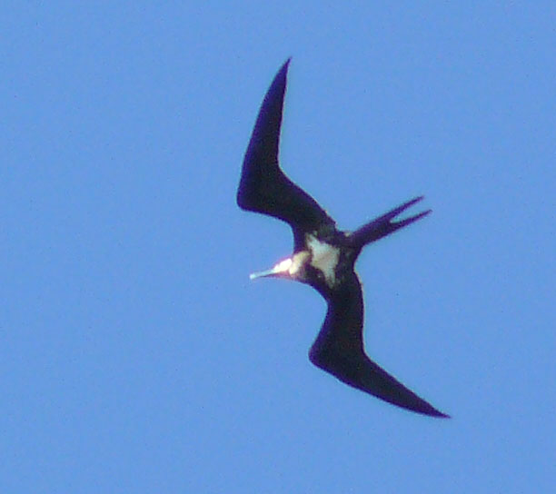 Lesser Frigatebird