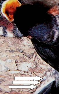 swallow5.jpg