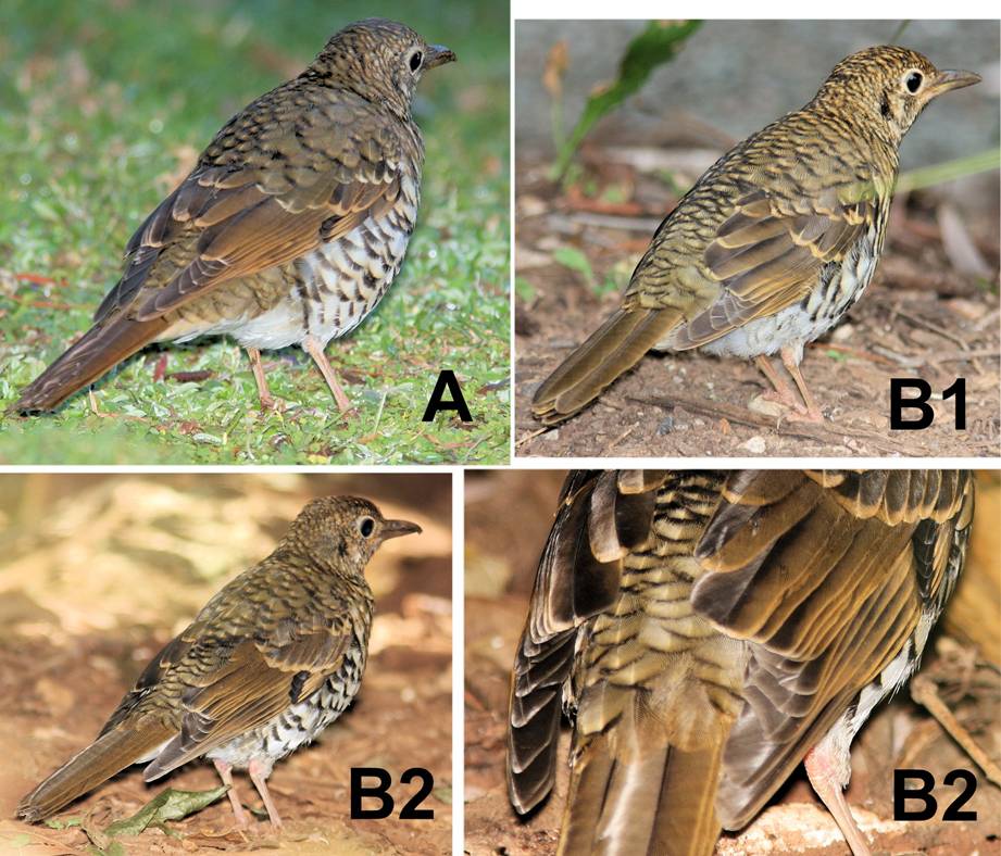 thrushes comp.jpg