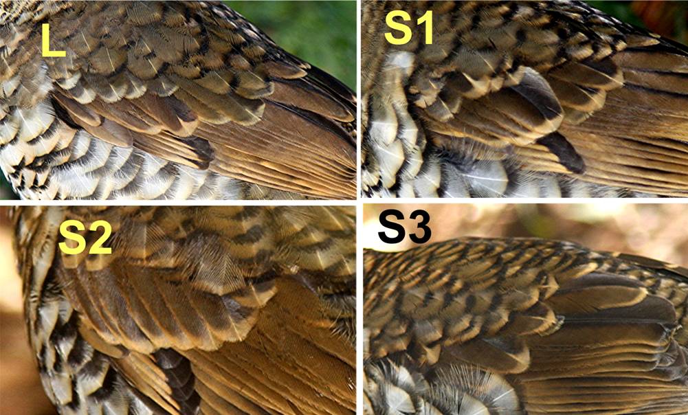 tips of wing coverts n.jpg