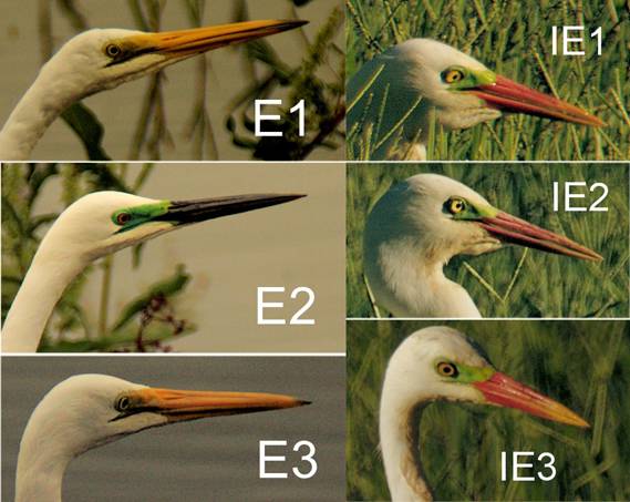Egret faces J comp.jpg