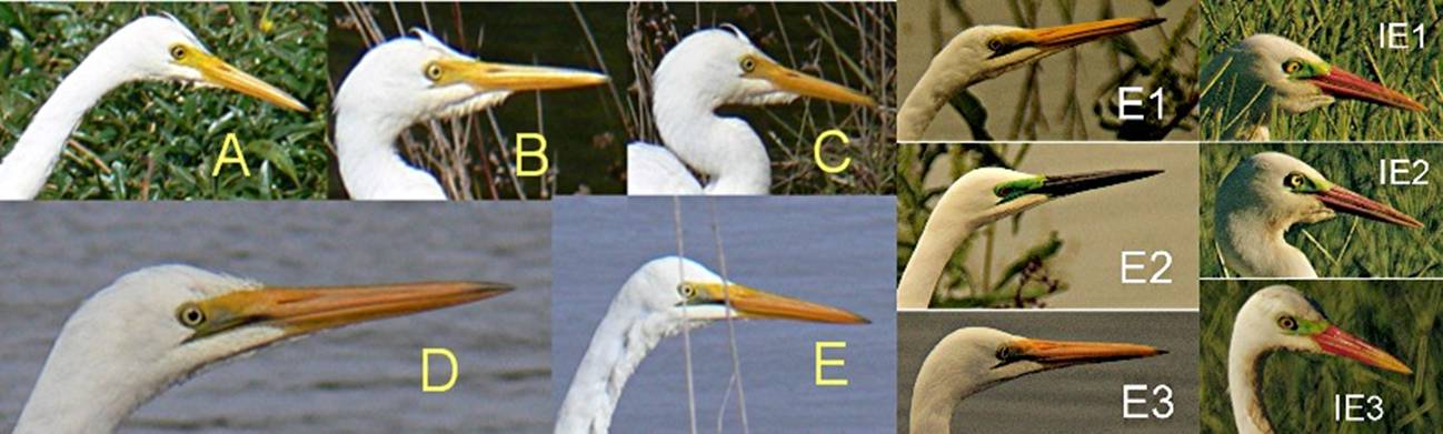 egret problem.jpg
